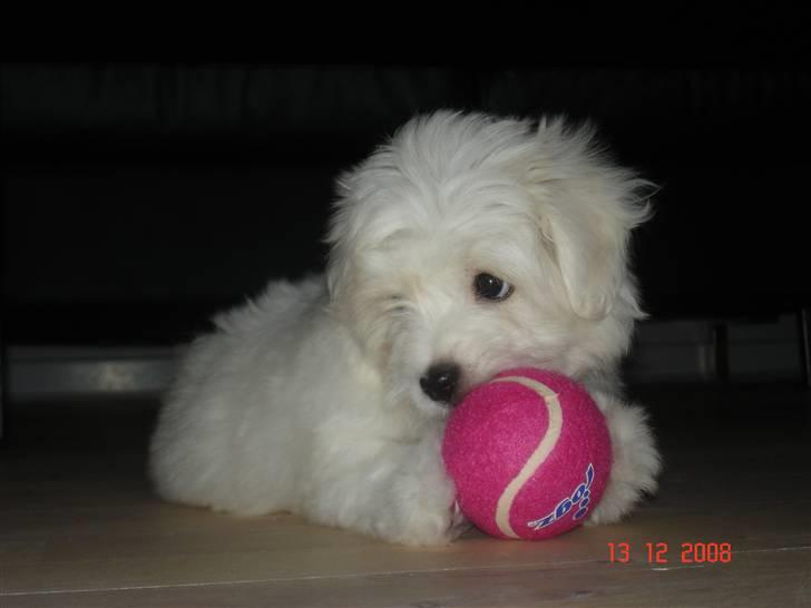 Coton de tulear Jegums Princess Becca - Becca 8 uger i sit nye hjem med lækkert nyt legetøj :) billede 5