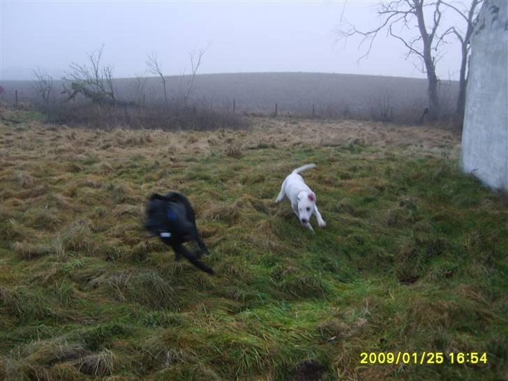 Blanding af racer Sally - storebrors grand danois hvalp som er 14dage ældre, er på besøg. billede 6