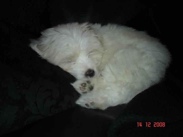 Coton de tulear Jegums Princess Becca - En god lur er altid godt - 8 uger billede 6