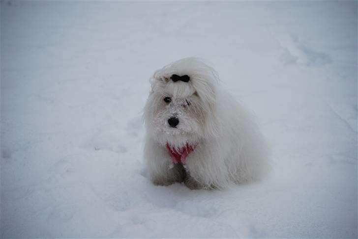 Coton de tulear Jegums Princess Becca - December 09 - Becca leger i sneen billede 7