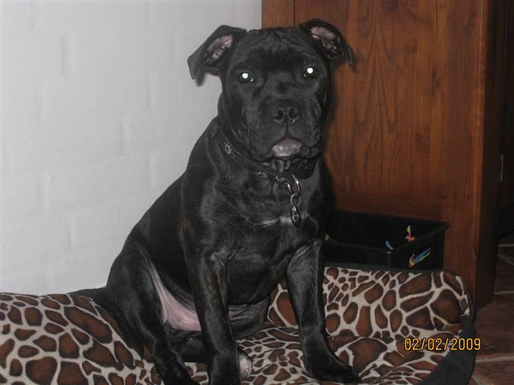 Staffordshire bull terrier Louis billede 16