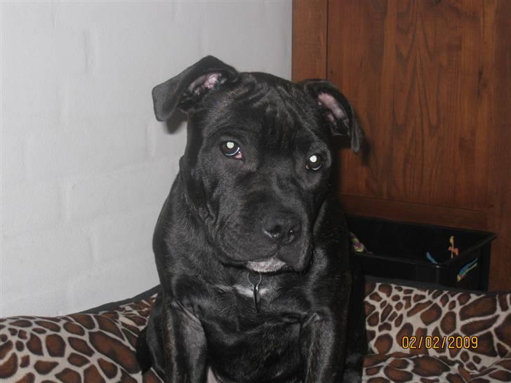 Staffordshire bull terrier Louis billede 17