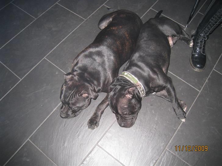 Staffordshire bull terrier Louis - Louis og Holger, min nye bedste ven ( Holger er min storebror ) billede 18
