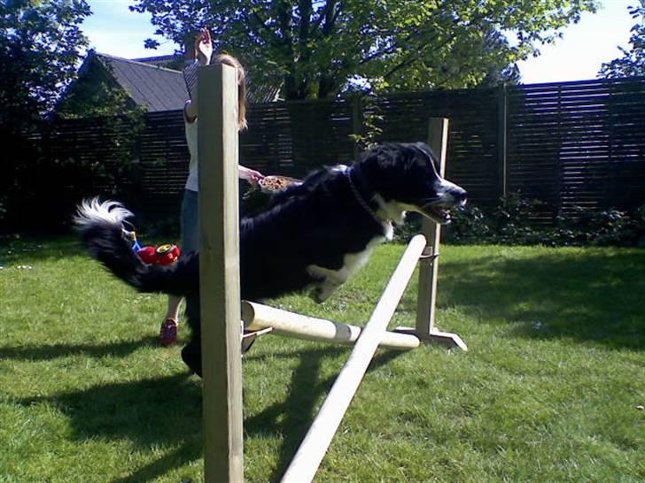 Blanding af racer <3HERCULES<3 billede 16