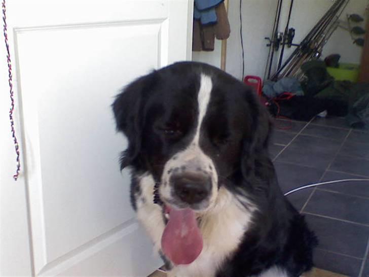 Blanding af racer <3HERCULES<3 billede 17