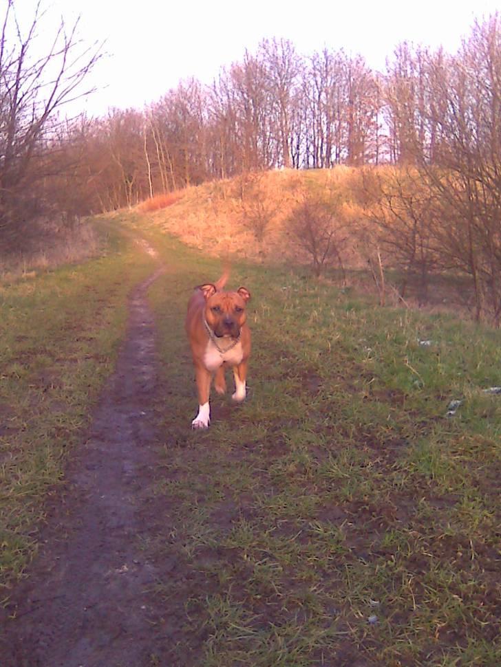 Amerikansk staffordshire terrier Amanda *Bobby sue* billede 15