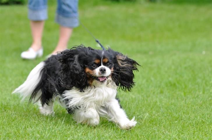 Cavalier king charles spaniel - Bobby billede 14