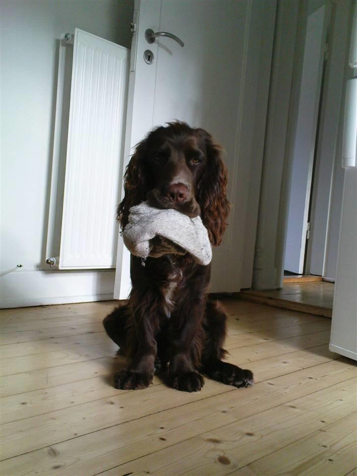 Blanding af racer Buster Larsen - Hvad for en sok? Jeg har da ikke taget nogen sok? billede 1