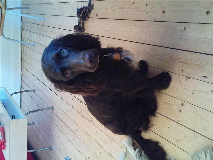 Blanding af racer Buster Larsen - 1 års fødselsdag billede 2