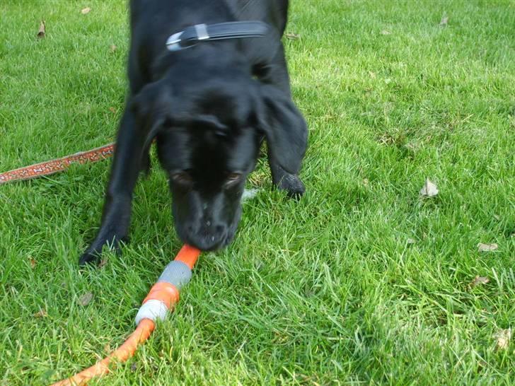 Labrador retriever Luca billede 2