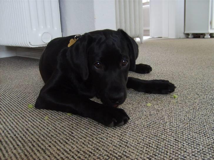 Labrador retriever Luca billede 4