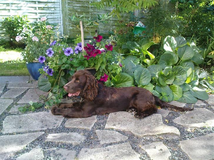 Blanding af racer Buster Larsen - Sommeren 2008 billede 4