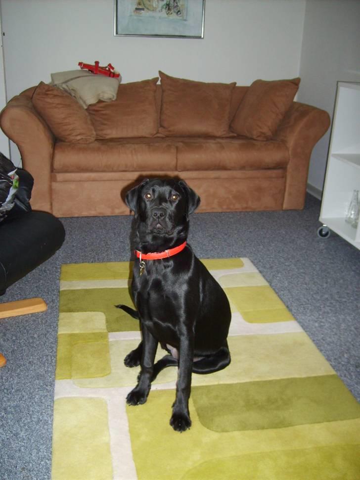 Labrador retriever Luca billede 6