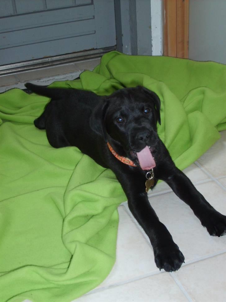 Labrador retriever Luca billede 7