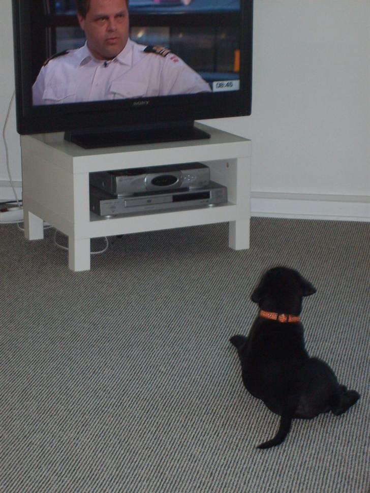 Labrador retriever Luca billede 9