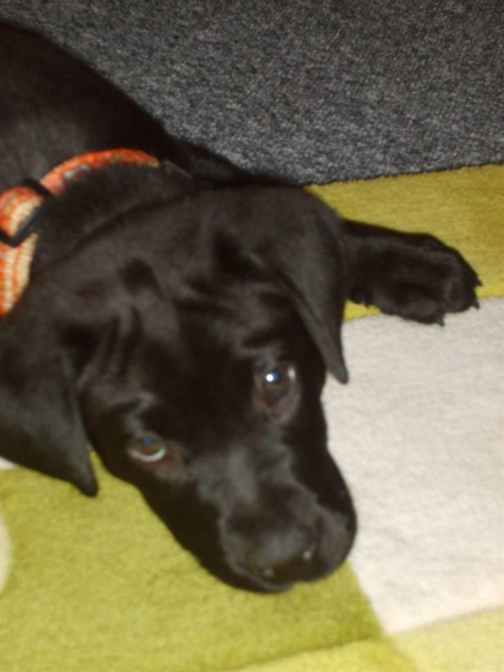 Labrador retriever Luca billede 10