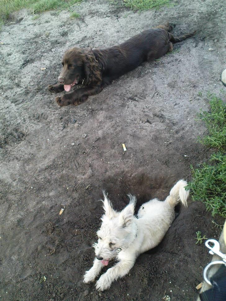 Blanding af racer Buster Larsen - Et lille hvil i hundeskoven sammen med Maggi. billede 7