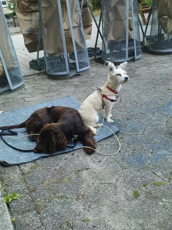 Blanding af racer Buster Larsen - Jeg tager lige en lille lur mens Maggi holder vagt. billede 8