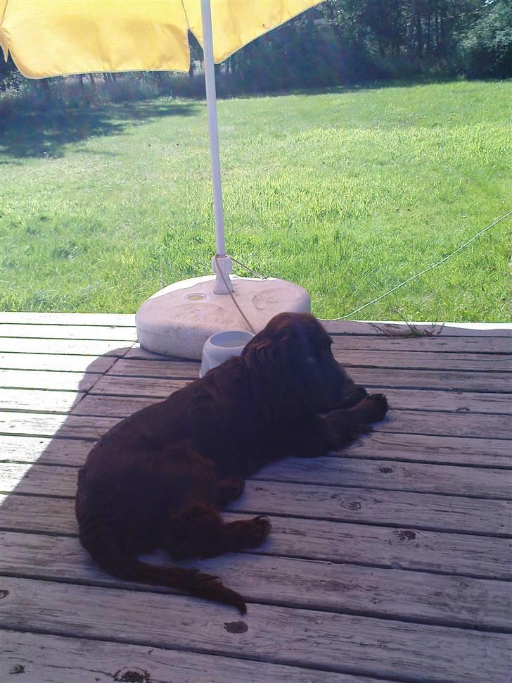 Blanding af racer Buster Larsen - I sommerhus med min mor. billede 9