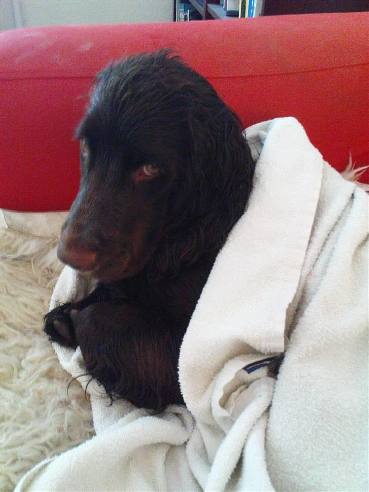 Blanding af racer Buster Larsen - Hvorfor skulle jeg også i bad?! billede 10