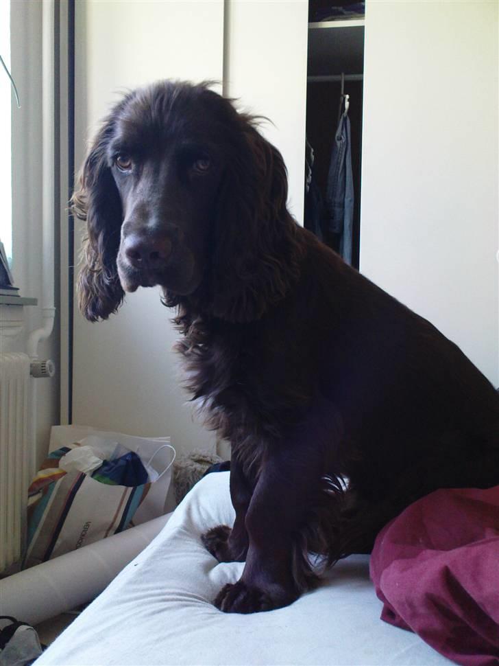 Blanding af racer Buster Larsen - Hvis jeg sidder på sengen kan jeg holde udkig ud af vinduet... billede 11