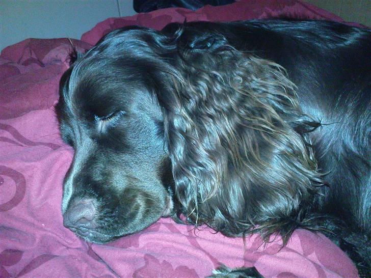 Blanding af racer Buster Larsen - En lille træt hund... billede 12