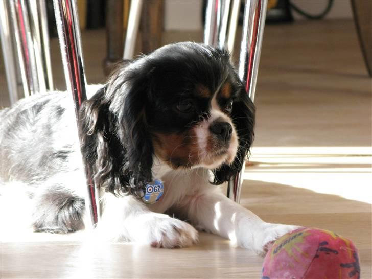 Cavalier king charles spaniel - Bobby - Han ser så nuttet ud med hans specielle aftegn i hovedet <3 Fotograf: Sarah (mig) (d. 13/2-09) billede 15