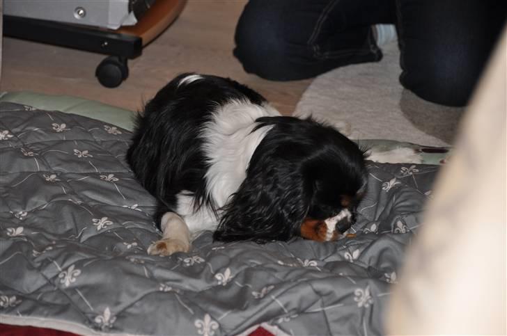 Cavalier king charles spaniel - Bobby - Der var vist et eller andet spændende .. :) billede 16