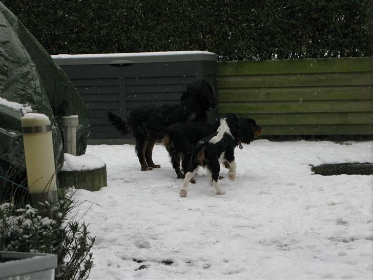 Cavalier king charles spaniel - Bobby - d. 1. februar -09 Bobby i haven med Max og Bella ..  billede 17