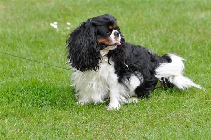 Cavalier king charles spaniel - Bobby billede 18