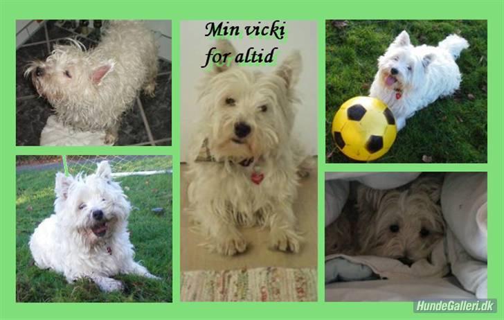 West highland white terrier Vicki # Den bedste!# - Et billede en god ven har lavet:d Tusind tak  	 * # L&M # *    billede 11