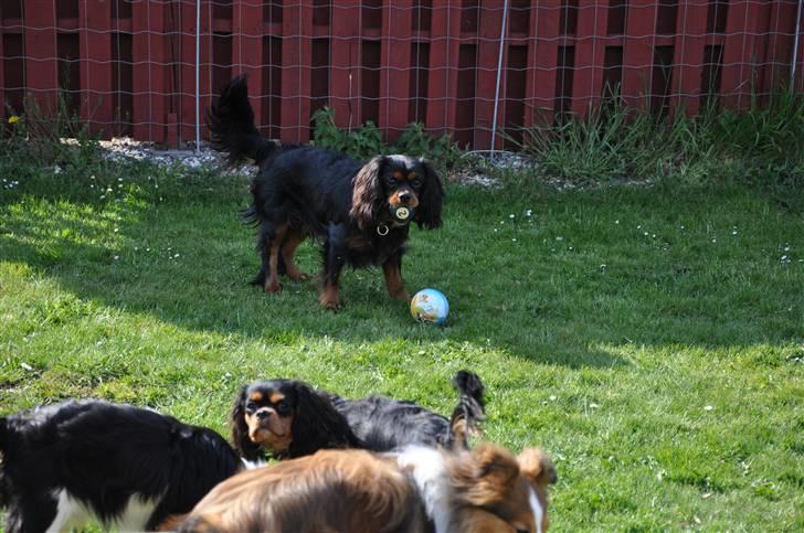 Cavalier king charles spaniel - Vildas Max - Max, han er en boldsamler ... :D billede 12
