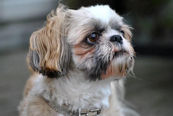 Shih tzu Taybes Laban - nyder det gode vejr :) Foto; KNH - Foto. (Mig) billede 7