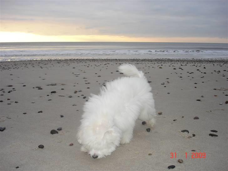 Coton de tulear Jegums Princess Becca - Becca 15 uger  billede 8