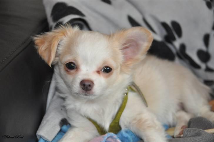 Chihuahua Diva Aka Pølsen - Hænge øre, hvem? MIG billede 11