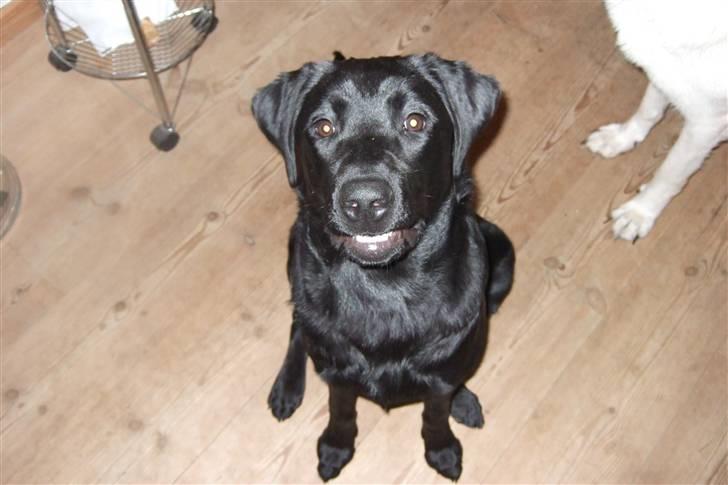 Blanding af racer Chili *solgt* - Hej - jeg hedder Chili billede 1