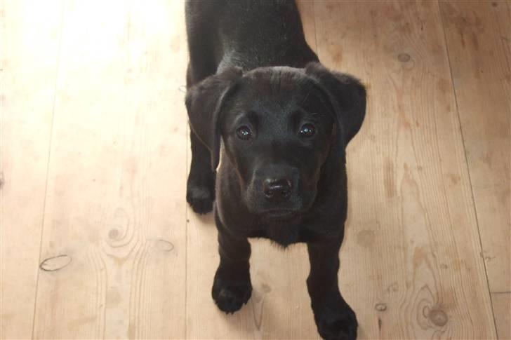 Blanding af racer Chili *solgt* billede 2