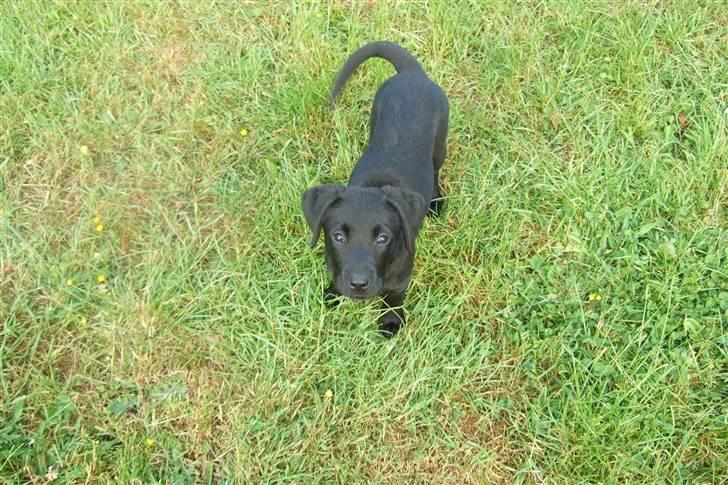 Blanding af racer Chili *solgt* - Du er godt nok højt oppe... billede 3