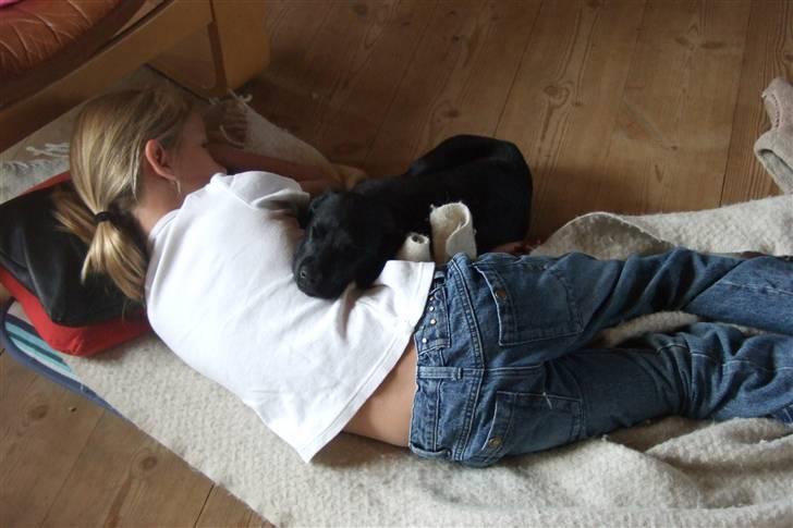 Blanding af racer Chili *solgt* - Hyggeligt at ligge og putte billede 4