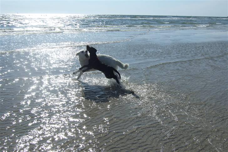 Blanding af racer Chili *solgt* - På badeferie med min "storesøster" billede 5