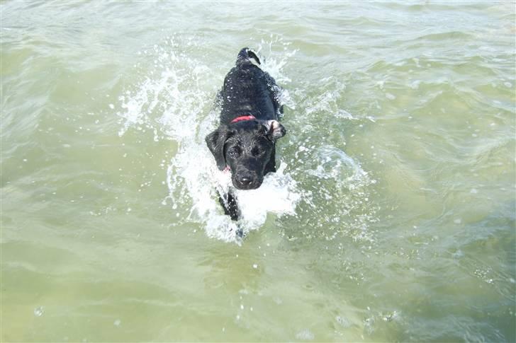 Blanding af racer Chili *solgt* - Hundesvømning... billede 6