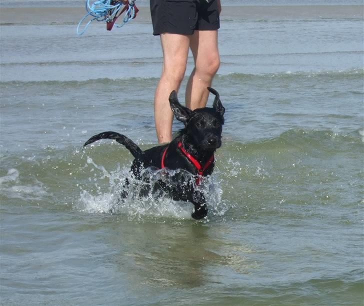 Blanding af racer Chili *solgt* billede 7