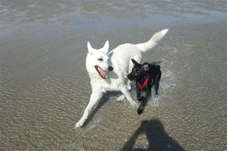 Blanding af racer Chili *solgt* billede 8