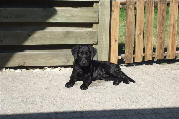 Blanding af racer Chili *solgt* - Nyder at tørre i solen billede 9