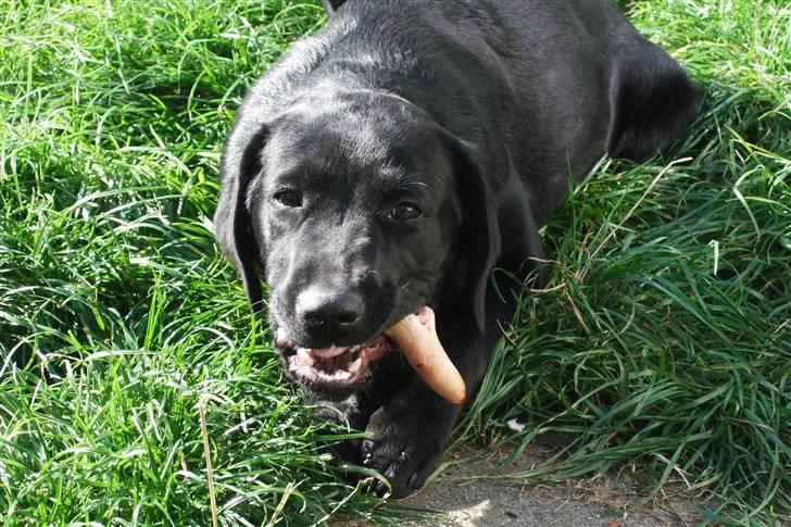 Blanding af racer Chili *solgt* - Så er der serveret grisehaler - mums! billede 10