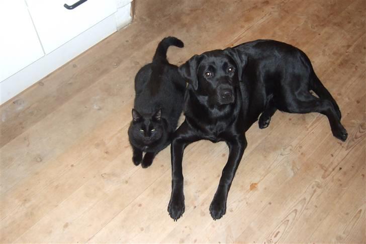 Blanding af racer Chili *solgt* - Mig og min gode ven Stump! billede 11