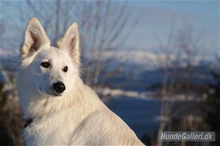 Hvid Schweizisk Hyrdehund Hetolix Q-tips billede 1