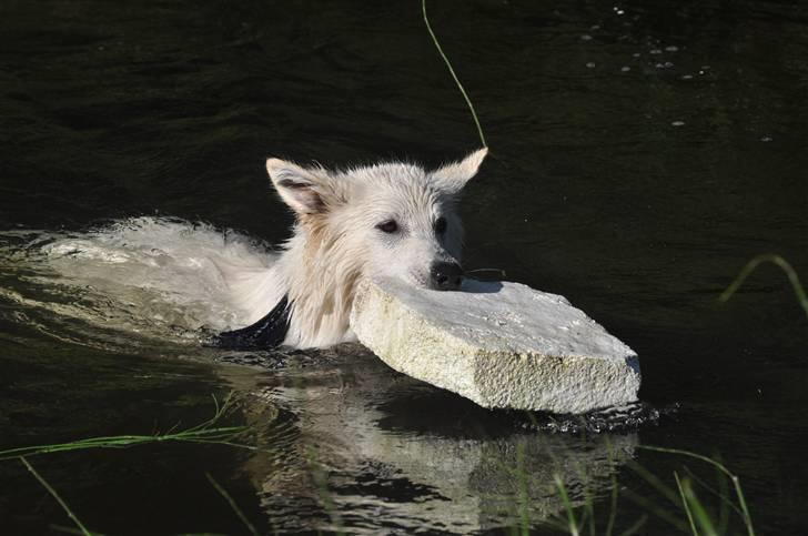 Hvid Schweizisk Hyrdehund Hetolix Q-tips billede 2