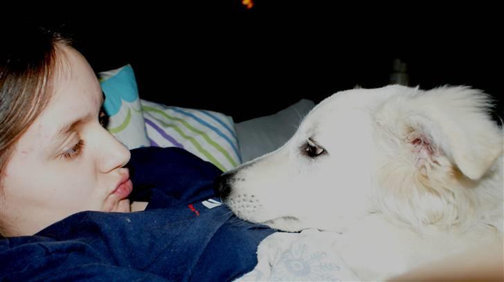 Hvid Schweizisk Hyrdehund Hetolix Q-tips - Mig og Qti billede 3