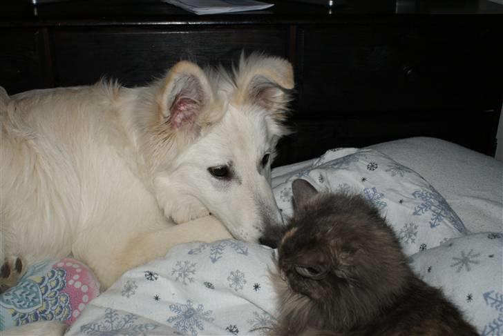 Hvid Schweizisk Hyrdehund Hetolix Q-tips - Qti og kiara billede 4